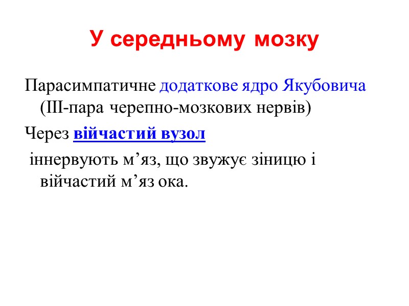 У середньому мозку Парасимпатичне додаткове ядро Якубовича (ІІІ-пара черепно-мозкових нервів)  Через війчастий вузол